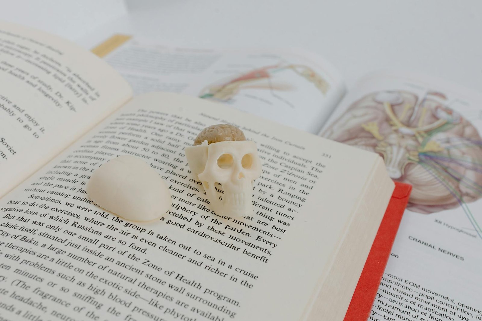 image White Skull on White Book Page